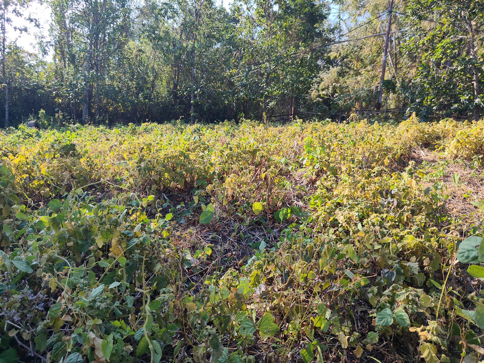 Kebun Nilam Petani
